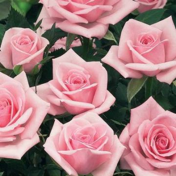 Syötäväterälehtinen ruusu Birthday Rose Bio luomu