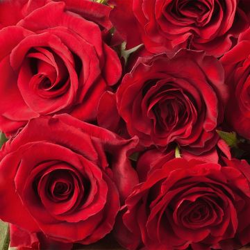 Syötäväterälehtinen ruusu Romantic Date Bio luomu