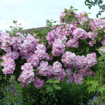 Köynnösruusu Blush Rambler