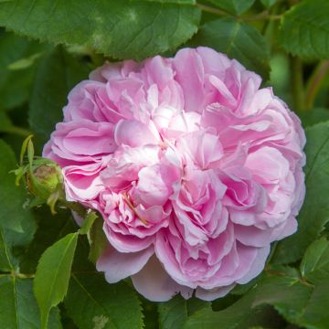 Vanha ruusu Jacques Cartier