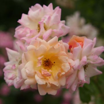 Vanha ruusu Phyllis Bide