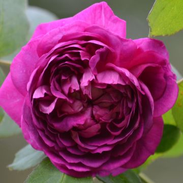 Vanha ruusu Reine des Violettes