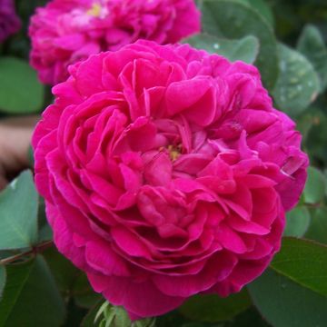 Vanha ruusu Rose de Rescht