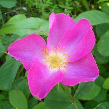 Gallianruusu - Rosa gallica