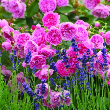 Austinruusu Harlow Carr Aushouse