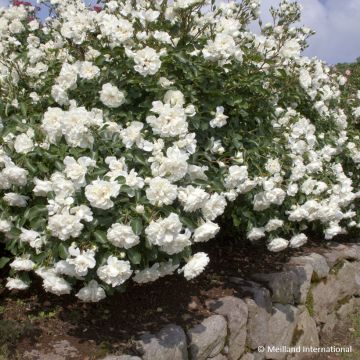 Pensasruusu White MEILLANDECOR