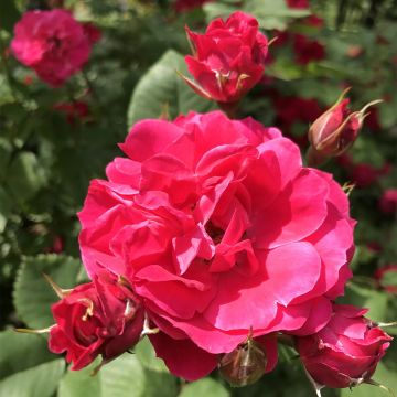 Pensasruusu Cerise Bouquet