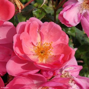 Pensasruusu Finn's Rose