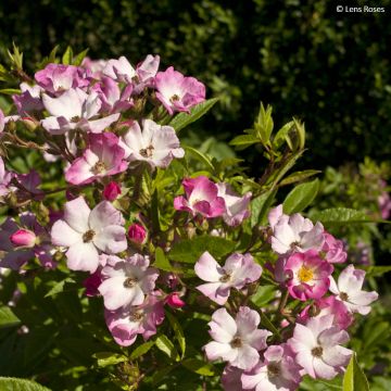 Pensasruusu Magie d'orient