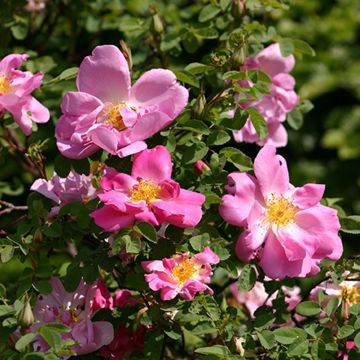 Vanha ruusu Marguerite Hilling