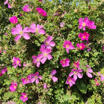 Pensasruusu Pink Mystery