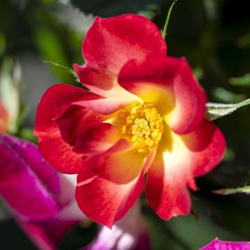 Pensasruusu Rosy Boom Colour Change