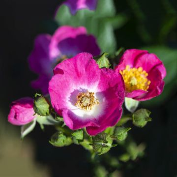 Pensasruusu Rosy Boom Mini