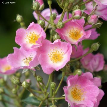Pensasruusu Rosy Boom Spaniuc