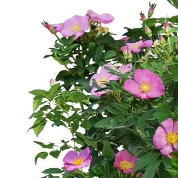 Pensasruusu Rosy Boom Wildlife