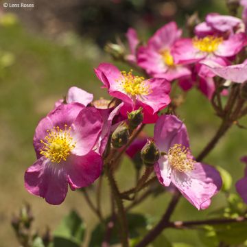 Pensasruusu Rosy Purple