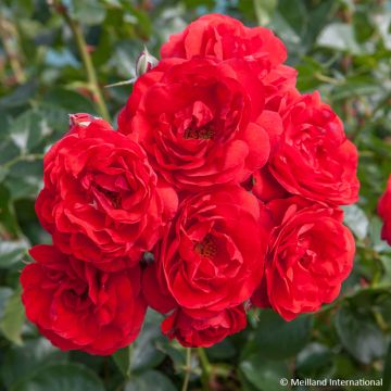 Pensasruusu Scarlet Bonica