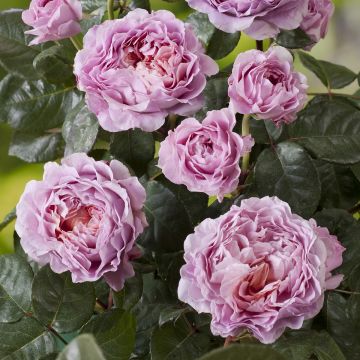Polyantharuusu Nostalgic Rose