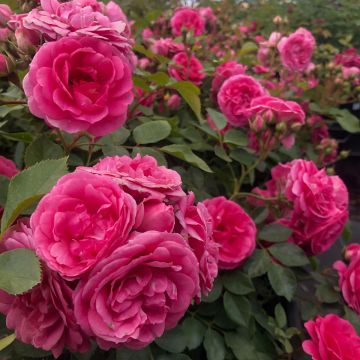 Maanpeiteruusu Rigo Rosen Amica
