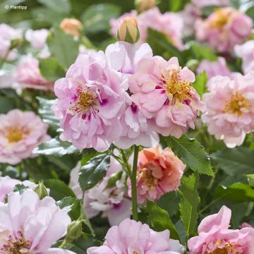 Maanpeiteruusu KORhulth 005 Amirose