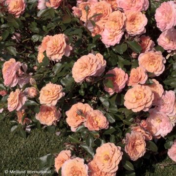 Maanpeiteruusu Apricot DRIFT