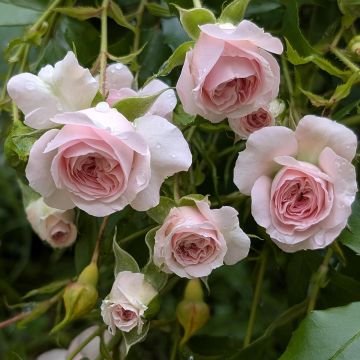 Maanpeiteruusu Larissa Korbaspro