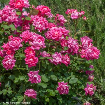 Maanpeiteruusu Pink Double Knock OUT