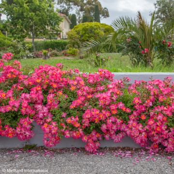Maanpeiteruusu Pink DRIFT