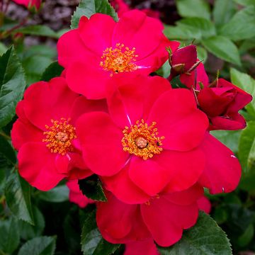 Maanpeiteruusu Pink Flash Trakeeplac
