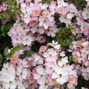 Maanpeiteruusu Robe Fleurie