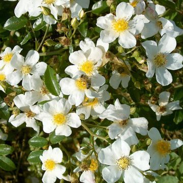 Maanpeiteruusu Snow Star