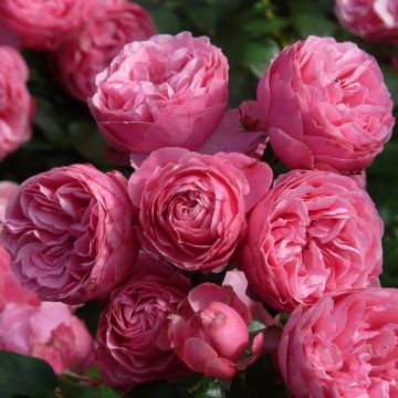Floribundaruusu Pomponella Korpompan