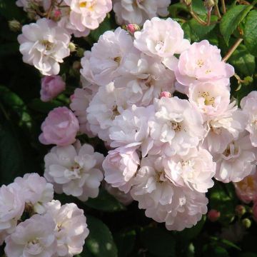 Köynnösruusu Guirlande Rose