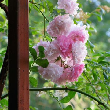 Köynnösruusu Seven Sisters Rose
