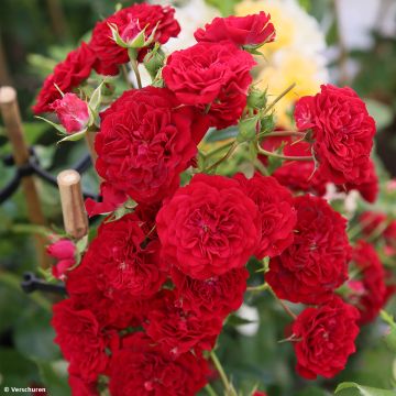 Köynnösruusu Crimson Siluetta