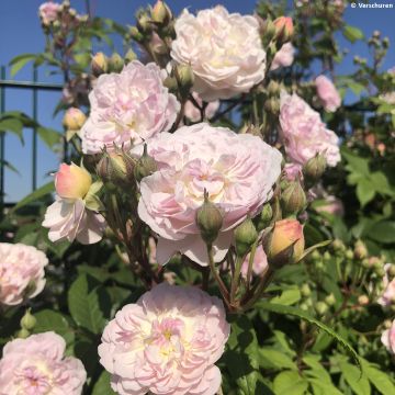Köynnösruusu Romantic Siluetta