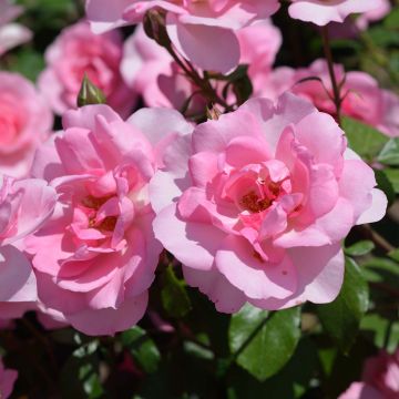 Kääpiöruusu Bordure Rose
