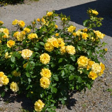 Kääpiöruusu Bordure d'Or