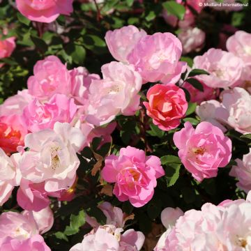 Polyantharuusu Meillandecor Pink Chantilly