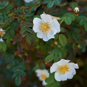 Pimpinellaruusu - Rosa pimpinellifolia