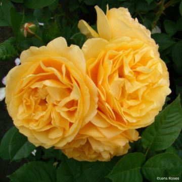 Floribundaruusu Absolutely Fabulous