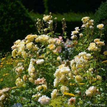 Floribundaruusu ' Lady in Gold