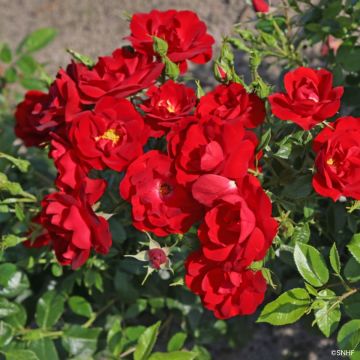 Floribundaruusu Société Nationale d’Horticulture de France