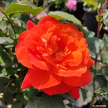 Floribundaruusu Super Trouper