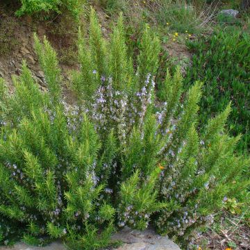 Rosmariini - Rosmarinus officinalis