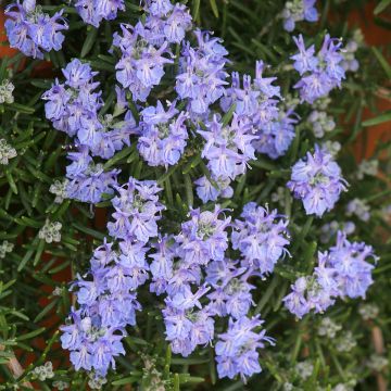 Rosmariini Corsican Blue
