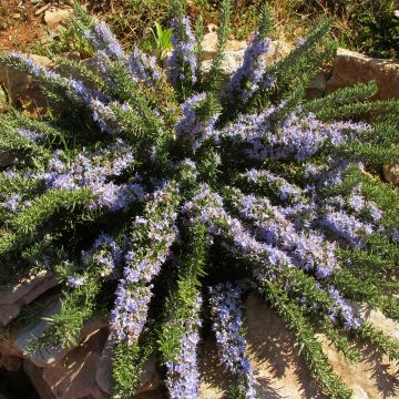 Rosmariini Prostratus