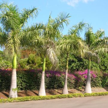 Kuubankuningaspalmu - Roystonea regia