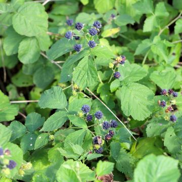 Sinivatukka - Rubus caesius