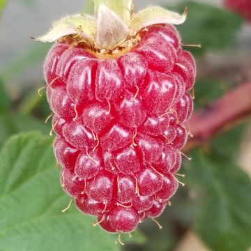 Tarhakarhunvatukka (karhunvadelma) Medana Tayberry